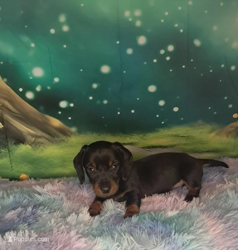 Sweetpea – Miniature Dachshund puppy for sale in Martin, TN