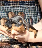 Sweetpea, a female Miniature Dachshund for sale in Martin, TN – Photo 2 of 4