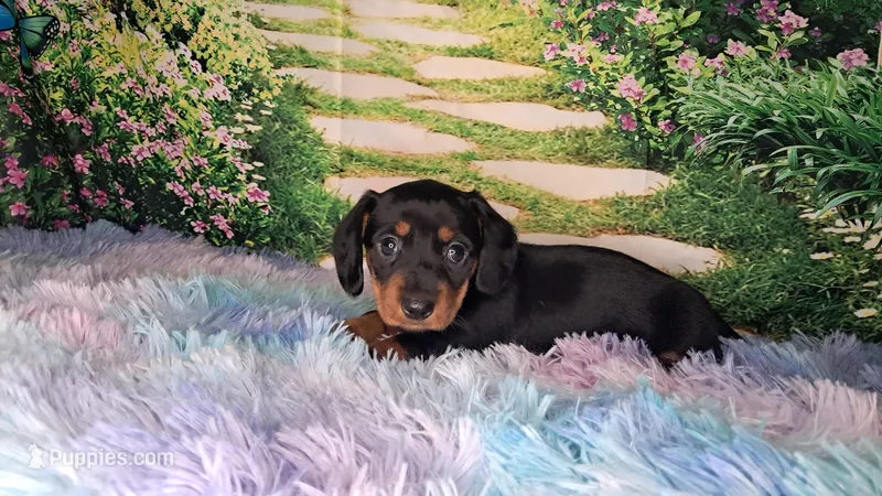 Sweetpea – Miniature Dachshund puppy for sale in Martin, TN