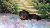 Sweetpea, a female Miniature Dachshund for sale in Martin, TN – 2 of 9