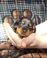Sweetpea, a female Miniature Dachshund for sale in Martin, TN – Photo 3 of 4