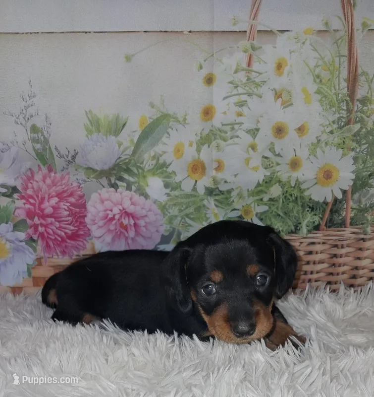 Sweetpea – Miniature Dachshund puppy for sale in Martin, TN