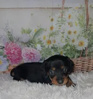 Sweetpea, a female Miniature Dachshund for sale in Martin, TN – 3 of 9