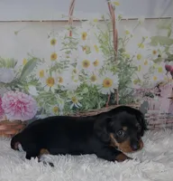 Sweetpea, a female Miniature Dachshund for sale in Martin, TN – 4 of 9