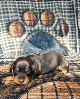 Sweetpea, a female Miniature Dachshund for sale in Martin, TN – Photo 4 of 4