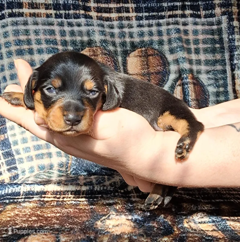 Sweetpea – Miniature Dachshund puppy for sale in Martin, TN