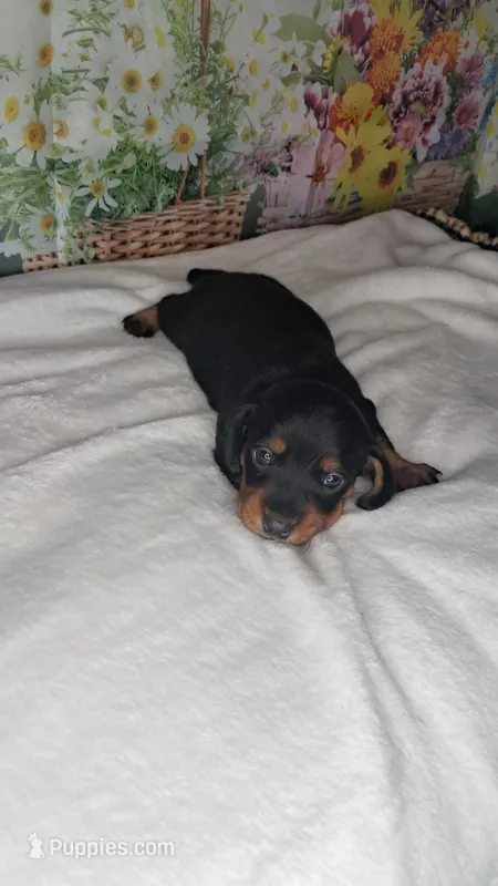 Sweetpea – Miniature Dachshund puppy for sale in Martin, TN