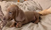Beast, a male Miniature Dachshund for sale in Martin, TN – 2 of 10