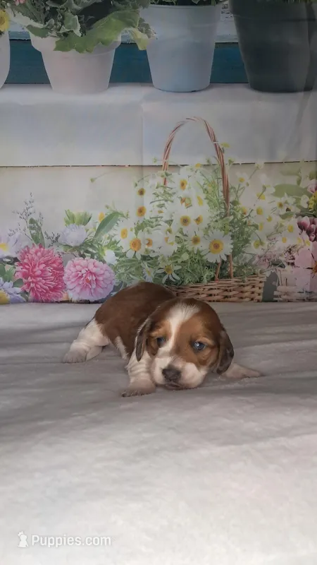 Romeo – Miniature Dachshund puppy for sale in Martin, TN