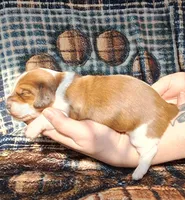 Romeo, a male Miniature Dachshund for sale in Martin, TN – Photo 2 of 4