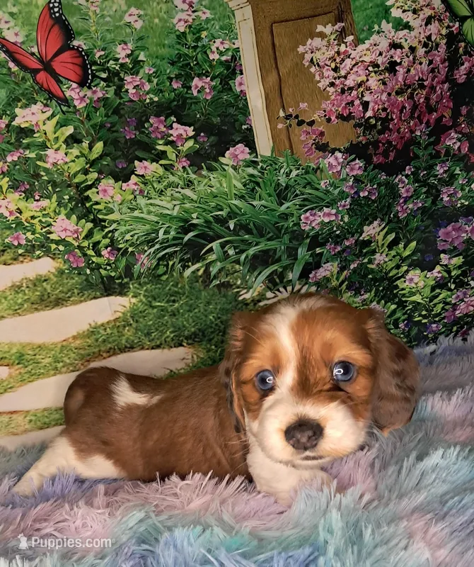 Romeo – Miniature Dachshund puppy for sale in Martin, TN