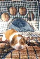 Romeo, a male Miniature Dachshund for sale in Martin, TN – Photo 3 of 4