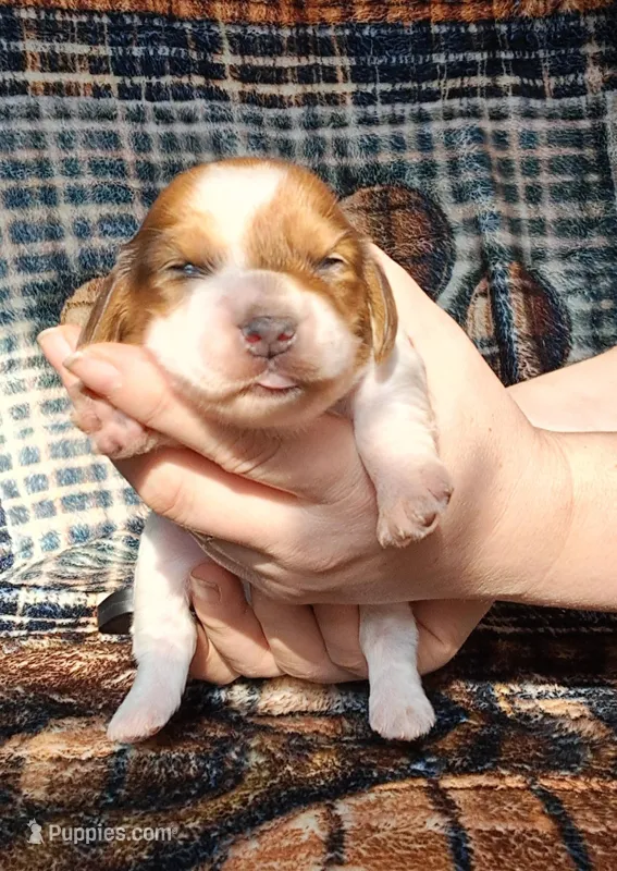 Romeo – Miniature Dachshund puppy for sale in Martin, TN