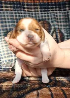 Romeo, a male Miniature Dachshund for sale in Martin, TN – Photo 1 of 4