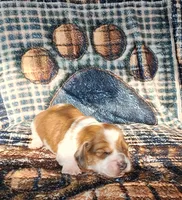 Romeo, a male Miniature Dachshund for sale in Martin, TN – Photo 4 of 4