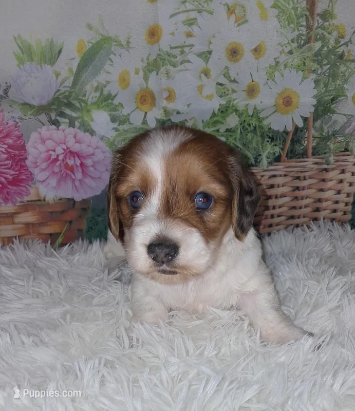 Romeo – Miniature Dachshund puppy for sale in Martin, TN