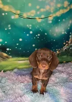 Clyde, a male Miniature Dachshund for sale in Martin, TN – 2 of 3