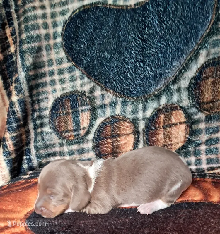 Beauty – Miniature Dachshund puppy for sale in Martin, TN