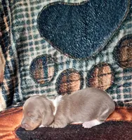Beauty, a female Miniature Dachshund for sale in Martin, TN – 1 of 3