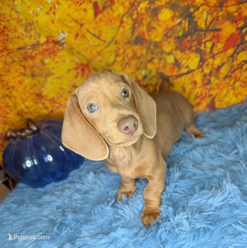 Beast – Miniature Dachshund puppy for sale in Martin, TN