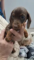 Smooth coat chocolate and tan girl with white chest, a female Miniature Dachshund for sale in Martin, TN – Photo 2 of 2