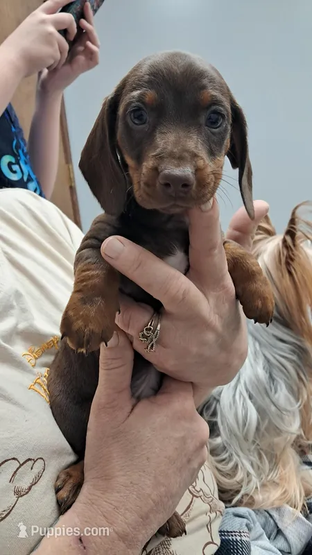 Smooth coat chocolate and tan girl with white chest