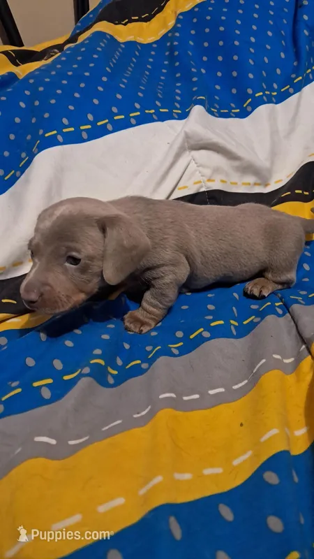 Fancy boy – Miniature Dachshund puppy for sale in Martin, TN