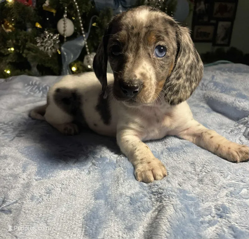 Coming soon new litter, a  Miniature Dachshund for sale in Martin, TN – 1 of 3