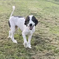 Wheezy, a female Australian Shepherd and Great Pyrenees for sale in Martin, TN – Photo 2 of 3