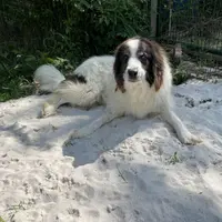 Wheezy, a female Australian Shepherd and Great Pyrenees for sale in Martin, TN – Photo 1 of 3