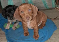 Coming soon new litter, a  Miniature Dachshund for sale in Martin, TN – 3 of 3