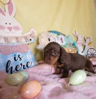 <3Smooth coat chocolate and tan girl, a female Miniature Dachshund for sale in Martin, TN – Photo 2 of 3
