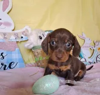 <3Smooth coat chocolate and tan girl, a female Miniature Dachshund for sale in Martin, TN – Photo 1 of 3