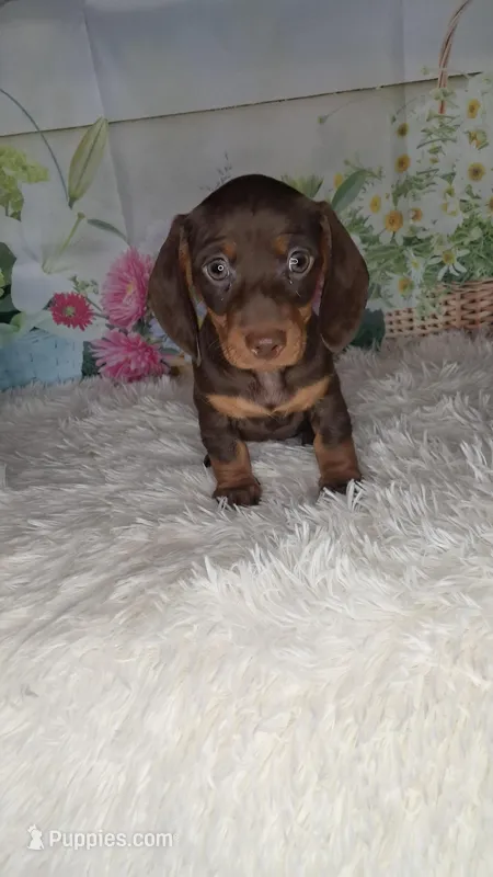 <3Smooth coat chocolate and tan girl – Miniature Dachshund puppy for sale in Martin, TN