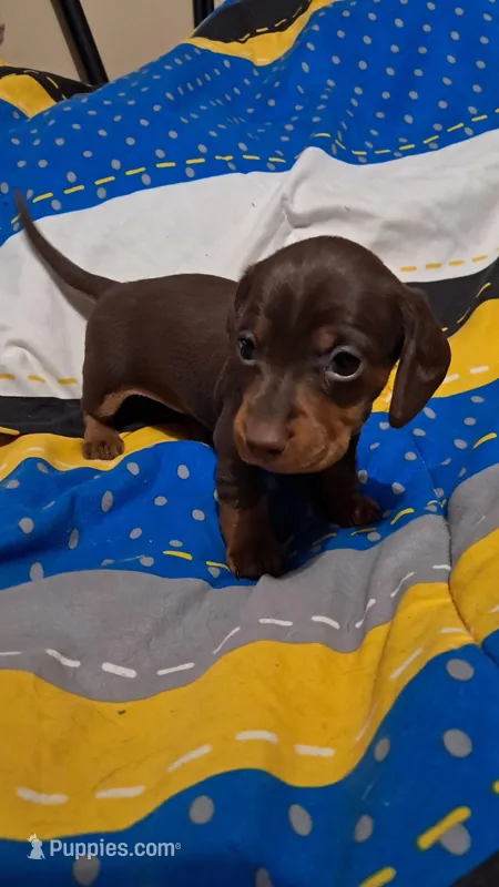Smooth coat chocolate and tan girl – Miniature Dachshund puppy for sale in Martin, TN