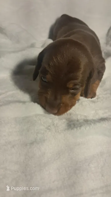 Smooth coat chocolate and tan girl – Miniature Dachshund puppy for sale in Martin, TN