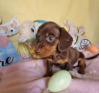 <3Smooth coat chocolate and tan girl, a female Miniature Dachshund for sale in Martin, TN – Photo 3 of 3