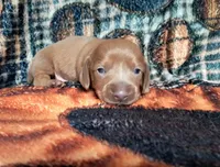 Beast, a male Miniature Dachshund for sale in Martin, TN – 3 of 3
