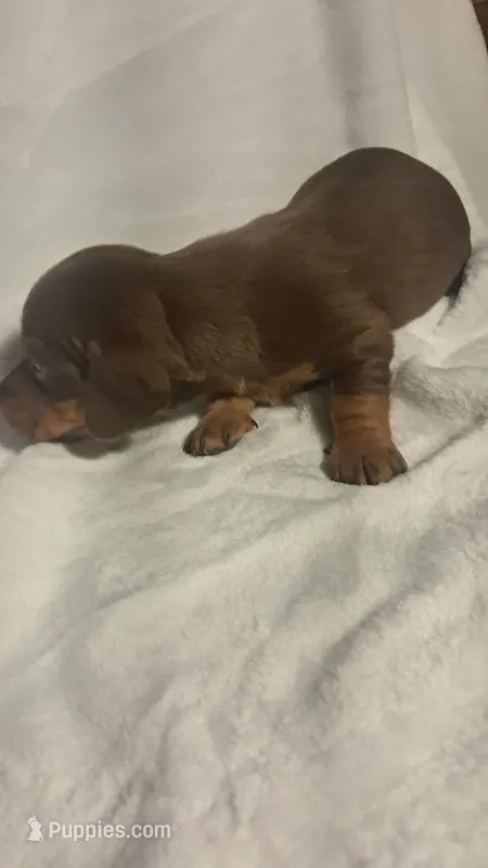 Smooth coat chocolate and tan girl – Miniature Dachshund puppy for sale in Martin, TN