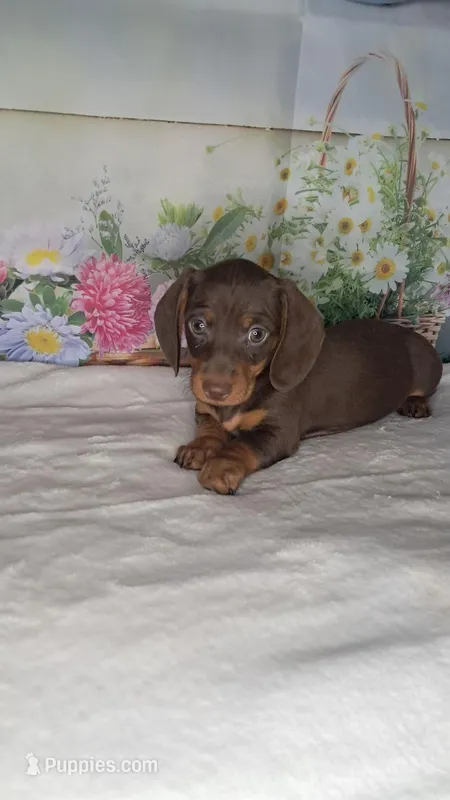 Smooth coat chocolate and tan girl – Miniature Dachshund puppy for sale in Martin, TN