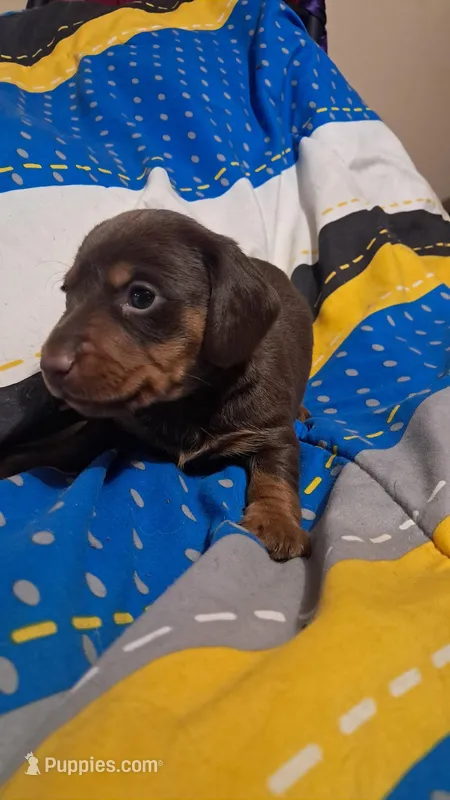 Smooth coat chocolate and tan girl – Miniature Dachshund puppy for sale in Martin, TN
