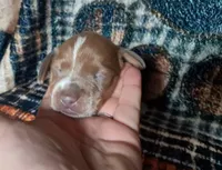 Gretel, a female Miniature Dachshund for sale in Martin, TN – 2 of 3