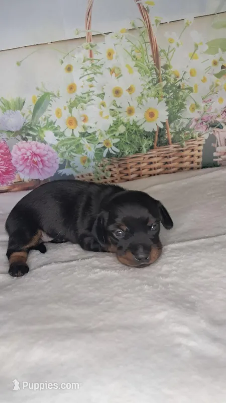Knox – Miniature Dachshund puppy for sale in Martin, TN