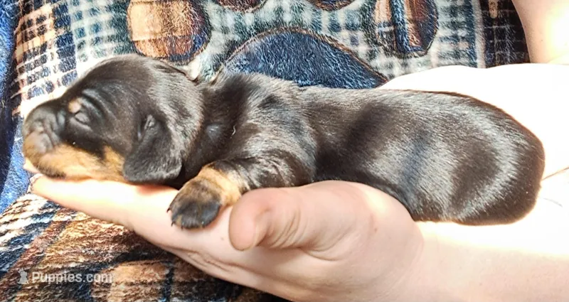 Knox, a male Miniature Dachshund for sale in Martin, TN – Photo 1 of 2