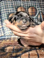 Knox, a male Miniature Dachshund for sale in Martin, TN – Photo 2 of 2