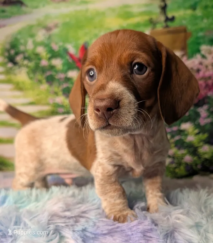 hansel – Miniature Dachshund puppy for sale in Martin, TN