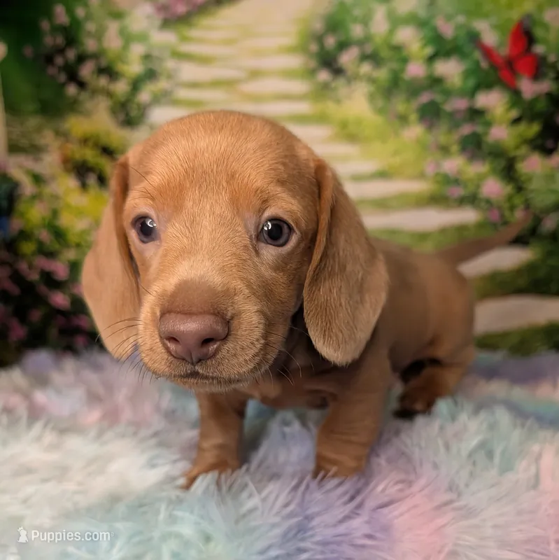 Beast – Miniature Dachshund puppy for sale in Martin, TN