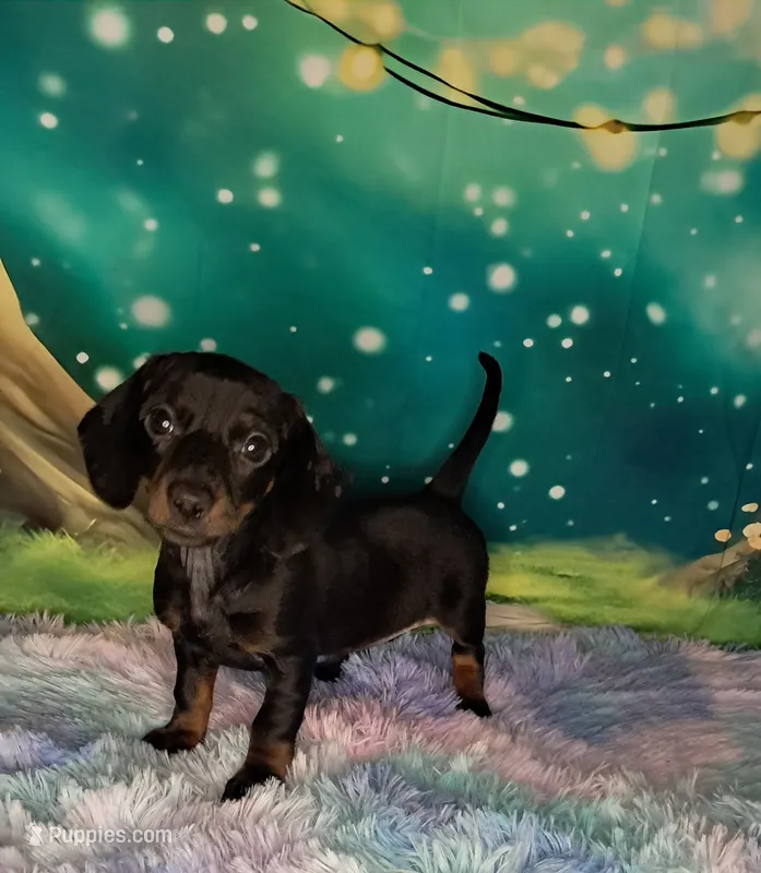 Bonnie  – Miniature Dachshund puppy for sale in Martin, TN