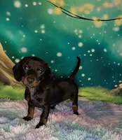 Bonnie , a female Miniature Dachshund for sale in Martin, TN – 1 of 4