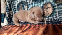 Beast, a male Miniature Dachshund for sale in Martin, TN – 2 of 3